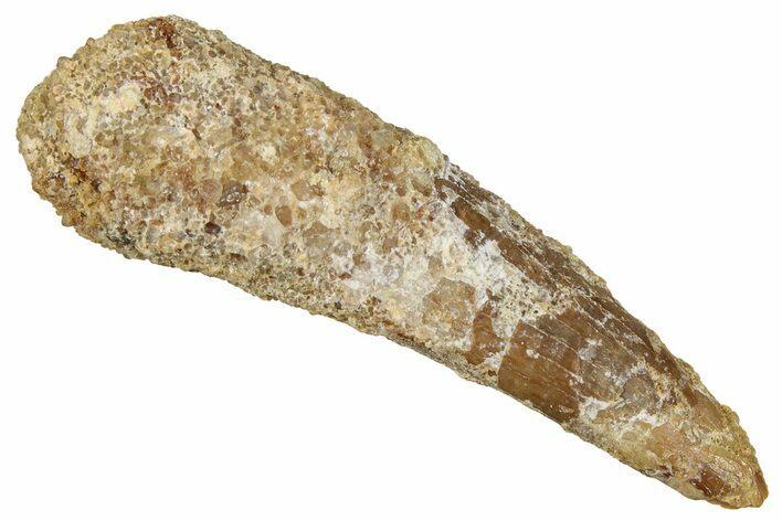 Fossil Pterosaur (Siroccopteryx) Tooth - Morocco #354855